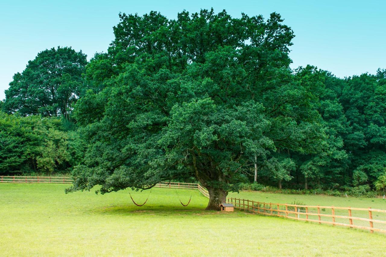 Hidden Wood Glamping And The Hideaway Cabin วอร์มินสเตอร์ ภายนอก รูปภาพ